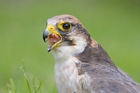 lanner valk (Falco biarmicus) 6-2016 0936